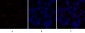Caspase-9 Polyclonal Antibody